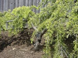 Cedrus deodara Aurea — photo 4